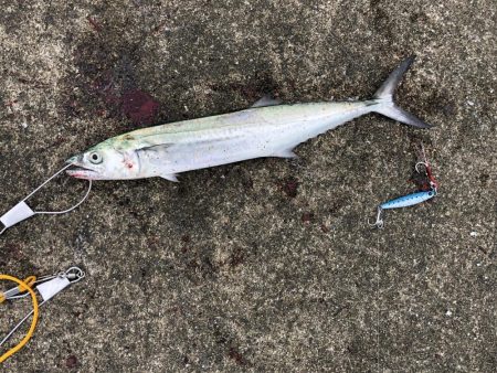 エギングの合間に